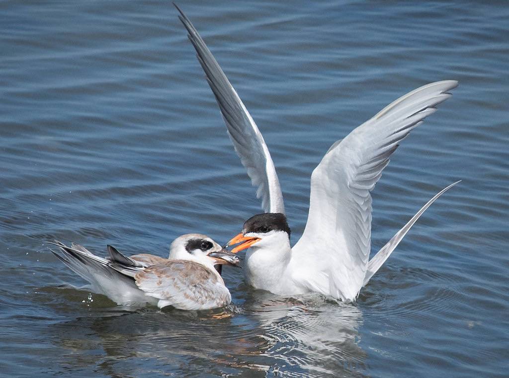 Forster's Tern Fledge by Ingrid Taylar is licensed under CC BY 2.0